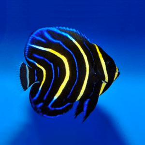 Pomacanthus Zonipectus