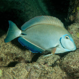 Acanthurus Bahianus Talla S