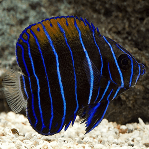 Pomacanthus Navarchus (Juvenil)