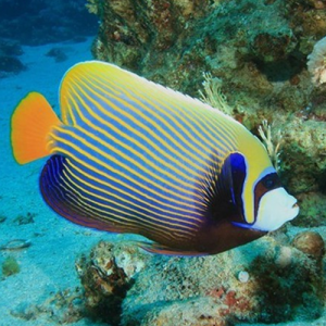 Pomacanthus Imperator (adulto)