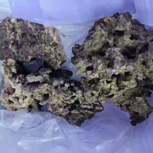 Roca Viva Reef (Cultivo Propio)
