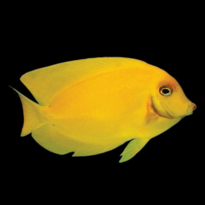 Acanthurus Pyroferus Mimic Juvenile