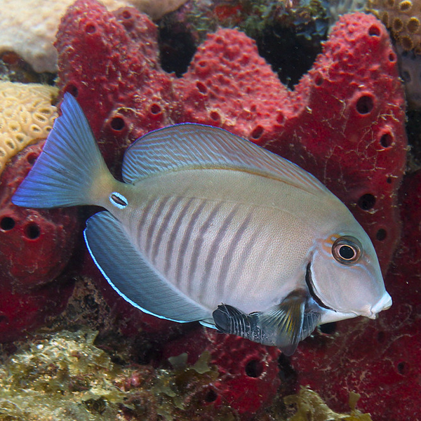 Acanthurus Chirurgus (Talla S)