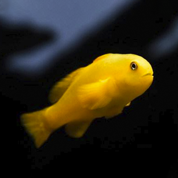 Gobiodon Okinawae