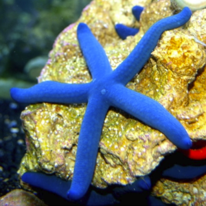 Linckia Laevigata