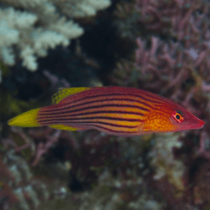 Pseudocheilinus Octotaenia