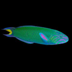 Thalassoma Lunare