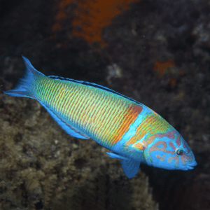 Thalassoma Pavo (Talla S/M)