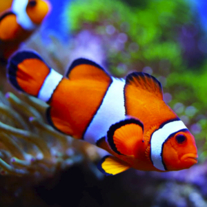 Amphiprion Percula Cautividad