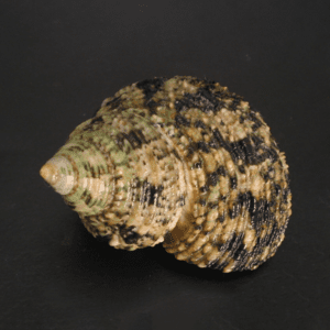 Turbos Fluctuosus Brunneus (5 Unidades)