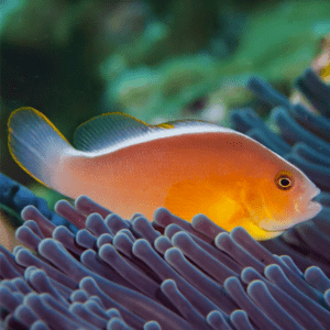 Amphiprion Sandaracinos