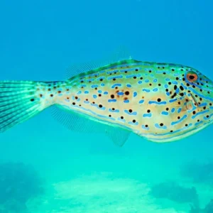 Aluterus scriptus Pez Lija Pintado