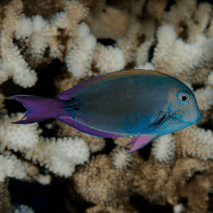 Acanthurus Nigrifuscus