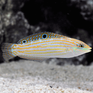 Halichoeres Cosmetus