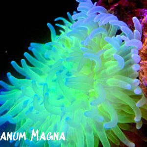 Anemona Macrodactyla doreensis