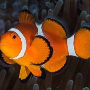Anemona + 2 ocellaris