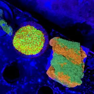 Montipora chilli peepper