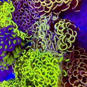 Euphyllia ancora talla L