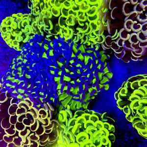 Euphyllia ancora talla M