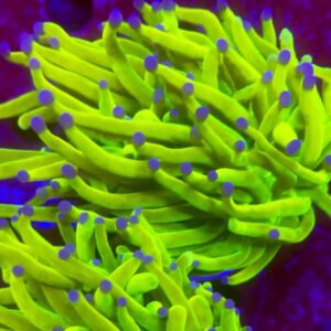 Euphyllia holi grail