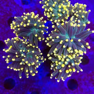 Euphyllia torch yelow tips