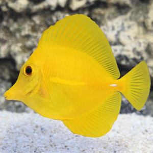 Zebrasoma Flavencens (Cautividad)