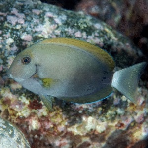 Acanthurus Nigricauda