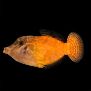 Pervagor Melanocephalus