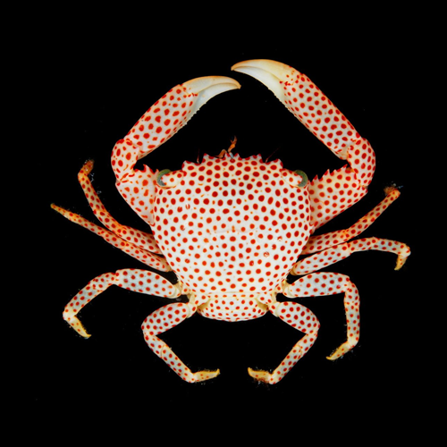 Trapezia Rufopunctata