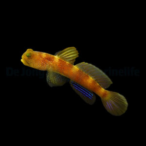 Cryptocentrus Fasciatus