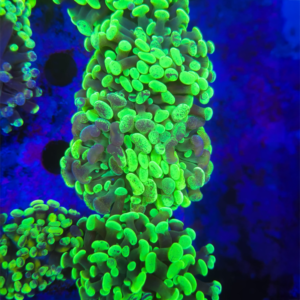 Euphyllia Parancora Blotchy