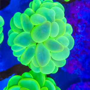 Plerogyra Sinuosa Ultra Green (Mediana)