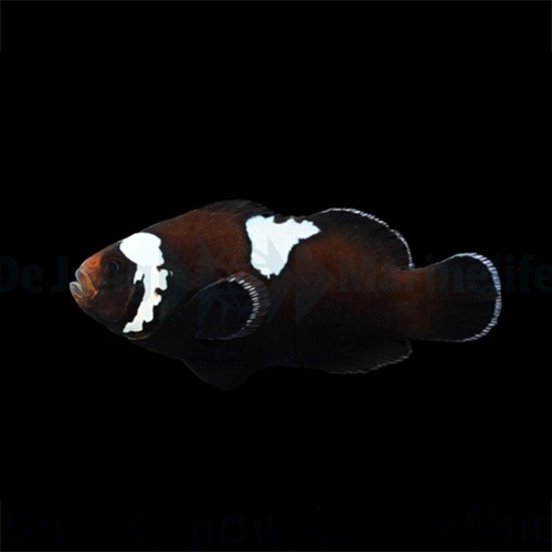 Amphiprion Ocellaris Midnight Lightning