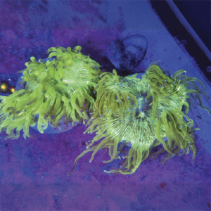 Catalaphyllia jardiney SP (Talla S)