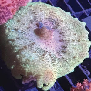 Discosoma Neglecta 58