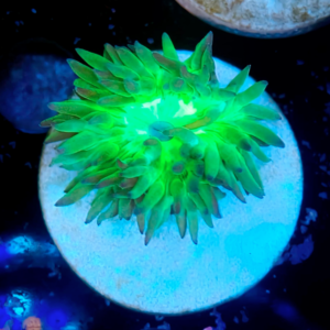 Duncanopsammia Axifuga Australia Ultra Green (1 Polipo)