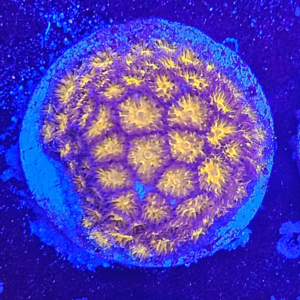 Leptastrea Orange Ultra