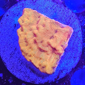 Leptoseris Orange Ultra Frag