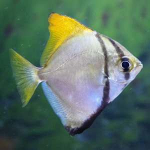 Monodactylus Argenteus