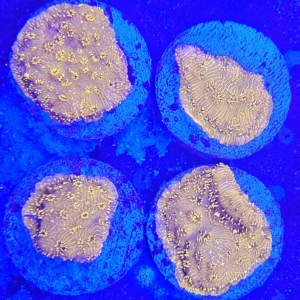 Pavona Maldivensis Orange Ultra