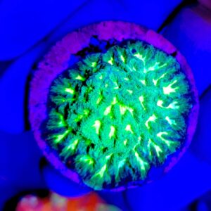 Platygyra Premium (Frag Grande)