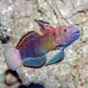 Amblygobius Phalaena