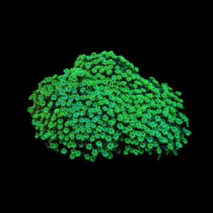 Alveopora Spongiosa (Green) Frag