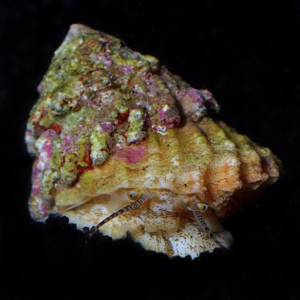 Astraea Caleta Caribe