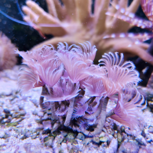 Bispira Brunnea (Plumeros Pequeños)