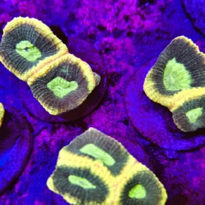 Favites Complanata Australia