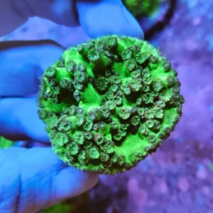 Turbinaria Peltata Ultra Green