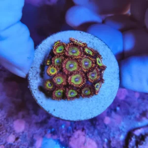 Zoanthus Candy Apple Green