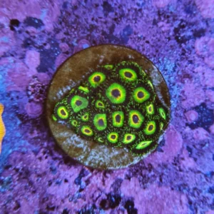 Zoanthus Three Little Birds