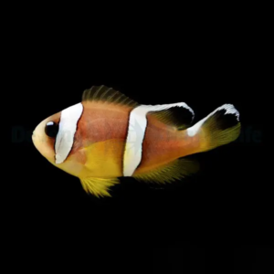 Amphiprion Bicinctus (Pearl Eye)